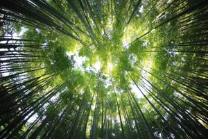 Sunlight filtering through the dense Oahu Bamboo Forest
